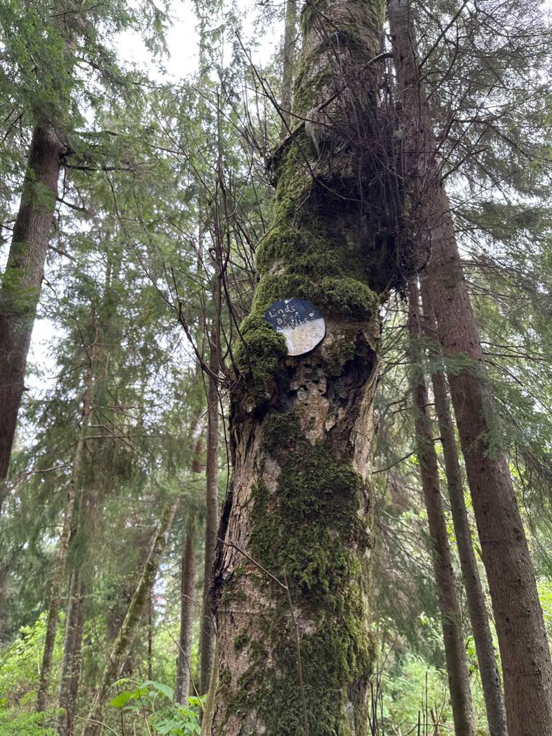 walking near me in Astor Column Park in winter