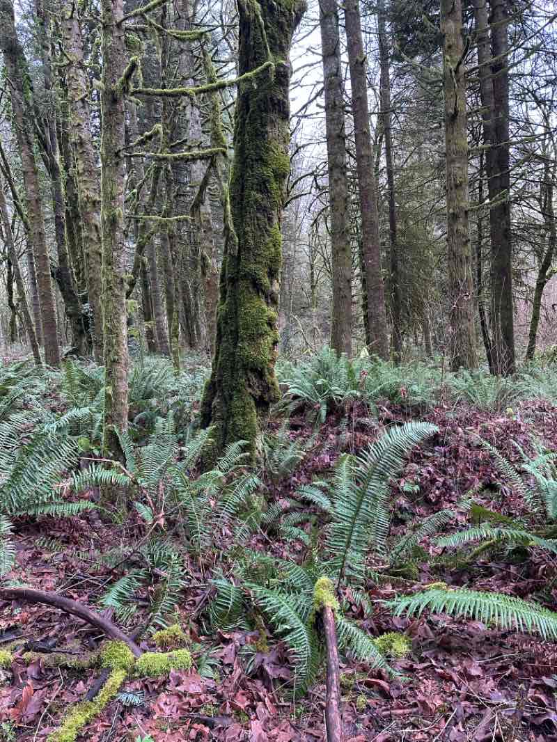 walking near me in Whipple Creek Park in winter