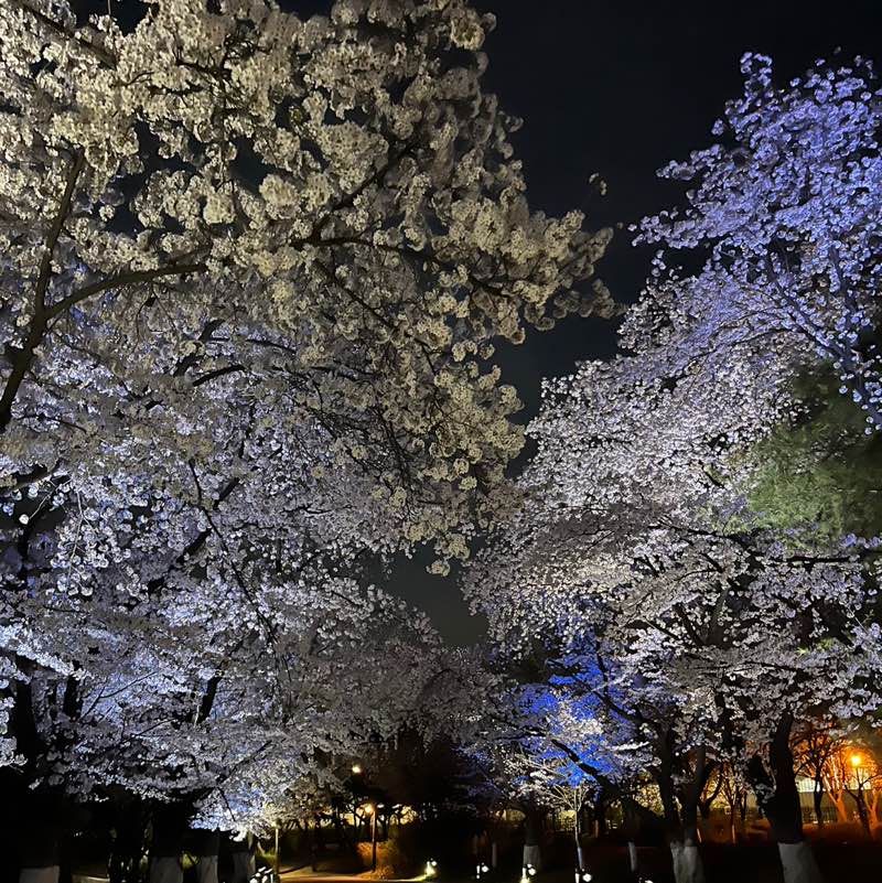 Jin-Woo Park (Jayson)