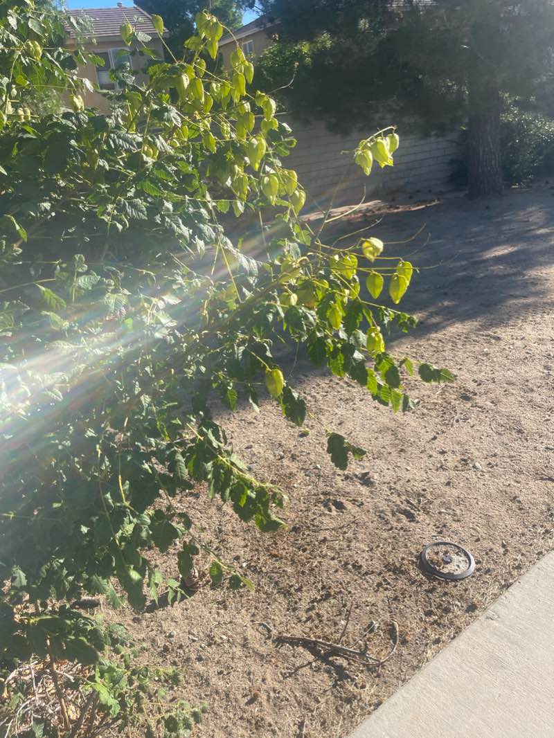 walking near me in Brentwood Park in winter