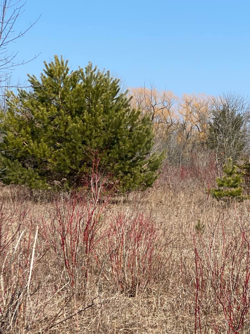 walking near me in Ozaukee County Virmond Park in winter