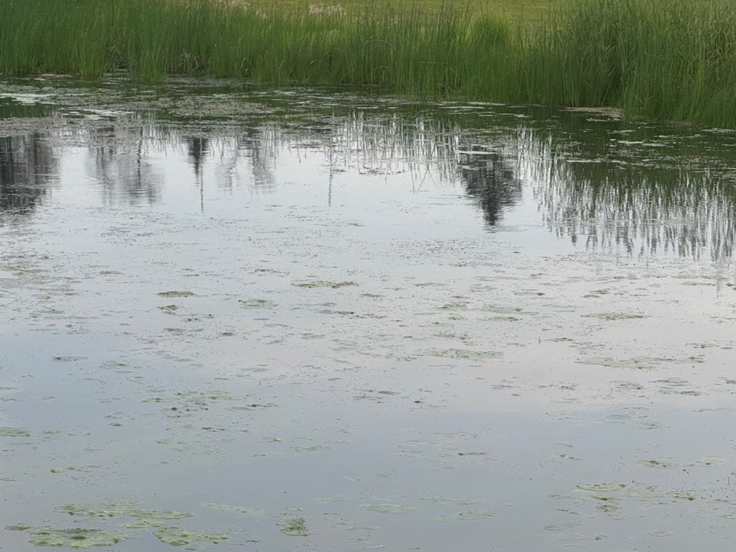 walking near me in Friedenfeld Park in summer