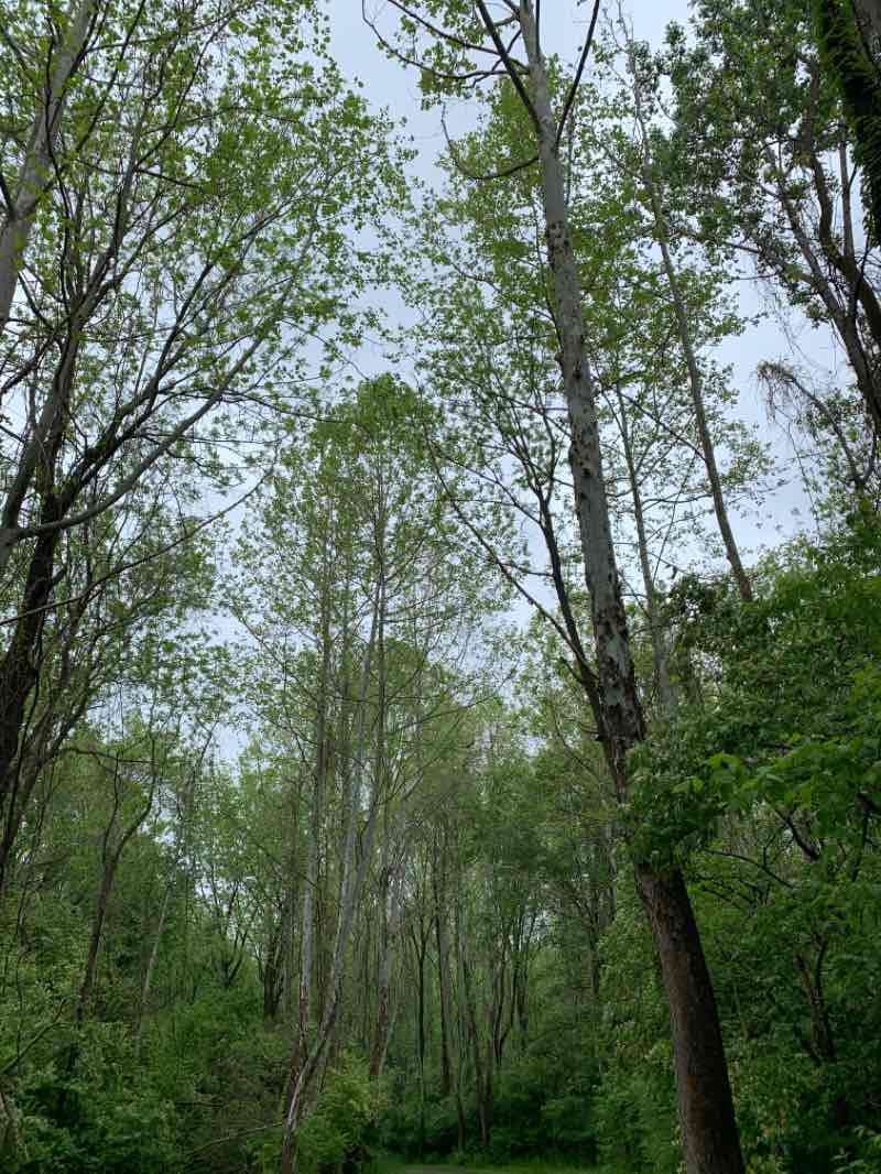 walking near me in Three Creeks Metro Park in winter