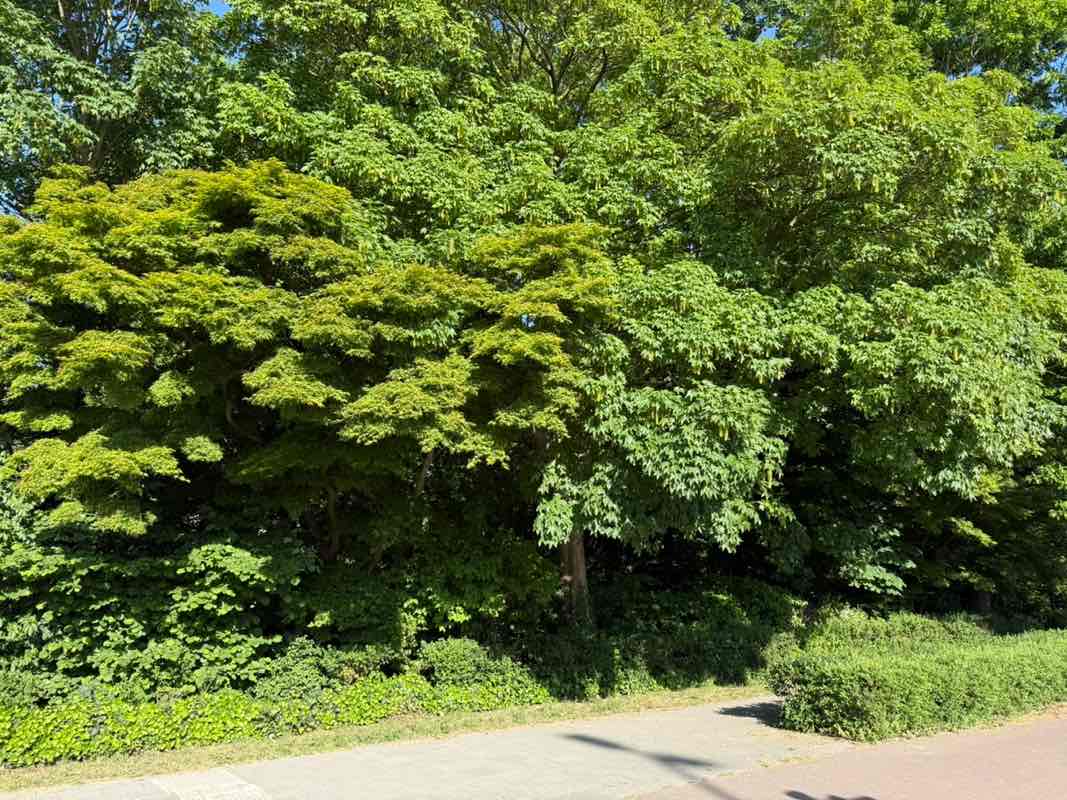 walking near me in Begijnvest in spring