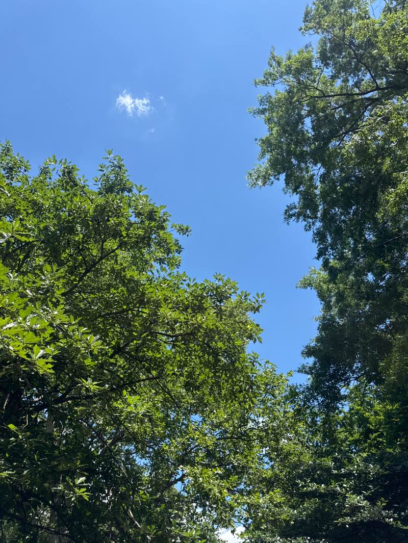 walking near me in McCarren Park in summer