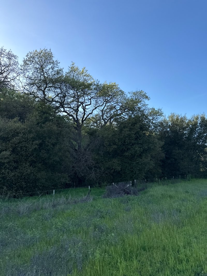 walking near me in Sycamore Valley Open Space Regional Preserve in spring