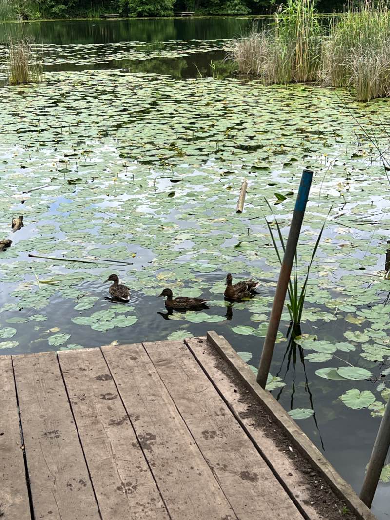 walking near me in Himley Park in winter