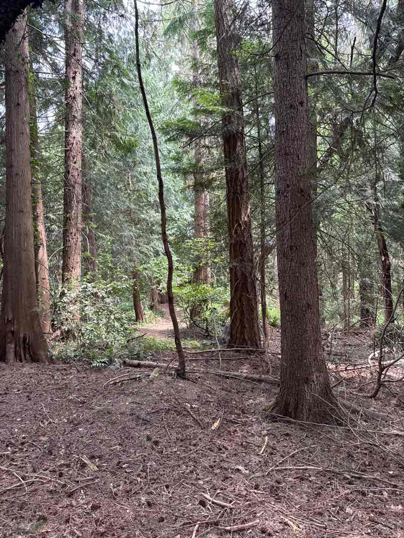 walking near me in Big Finn Hill Park in spring
