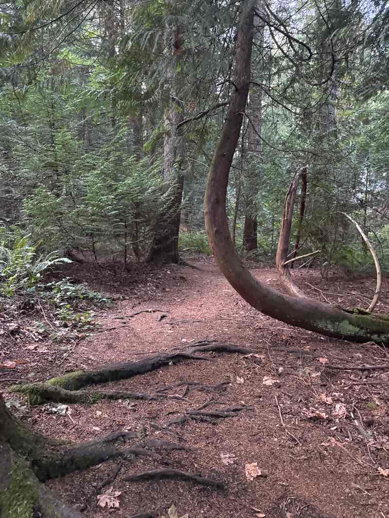 walking near me in Big Finn Hill Park in autumn
