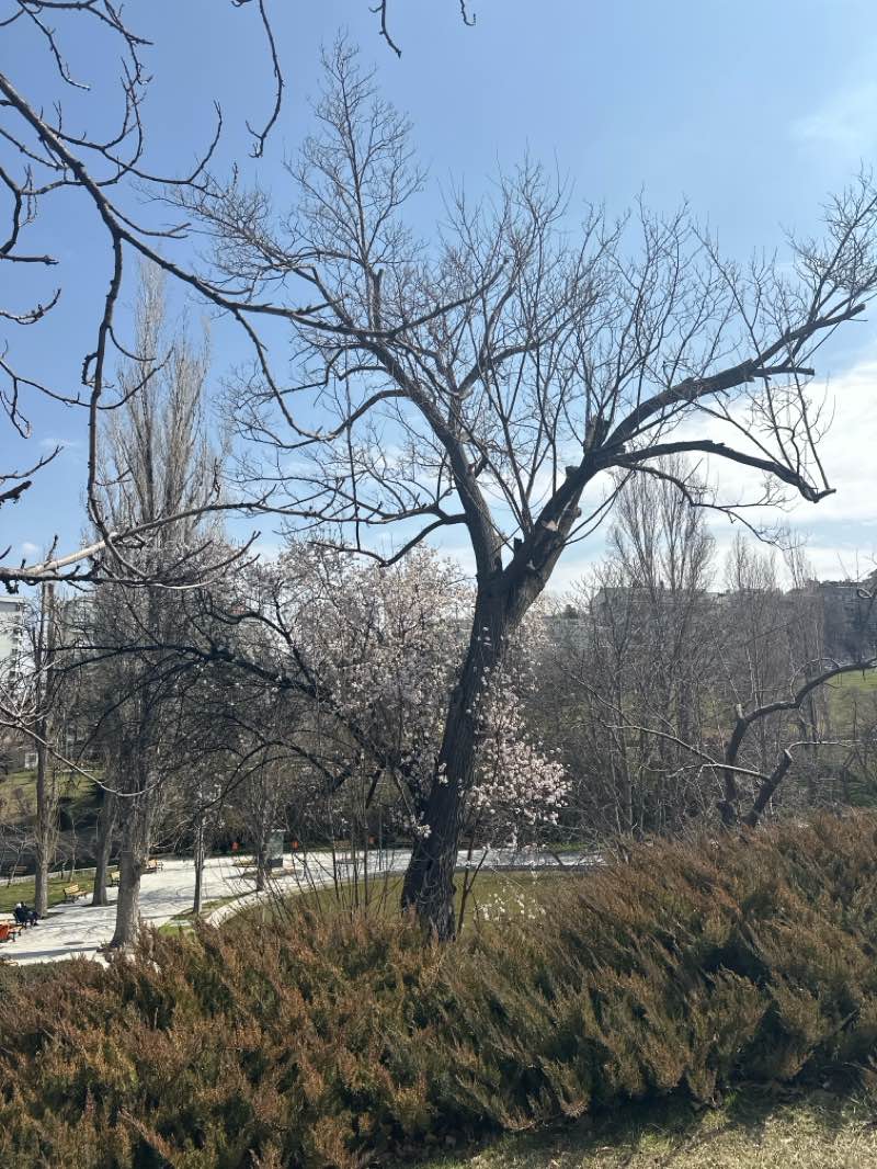 walking near me in Botanik Parkı in spring