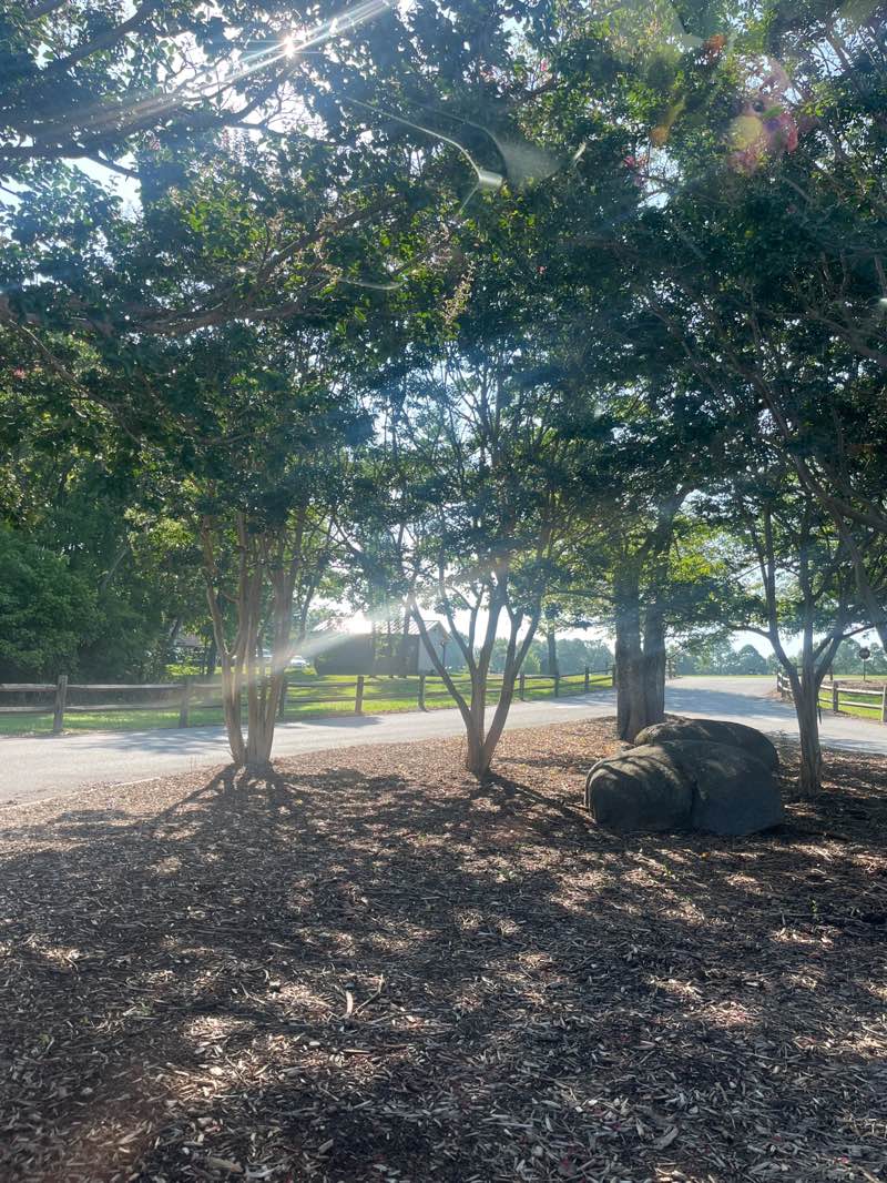 walking near me in Frank Liske Park in autumn