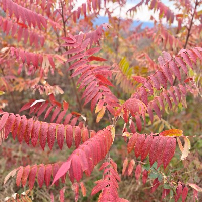 FM Walkers Krishna Kumar K post image