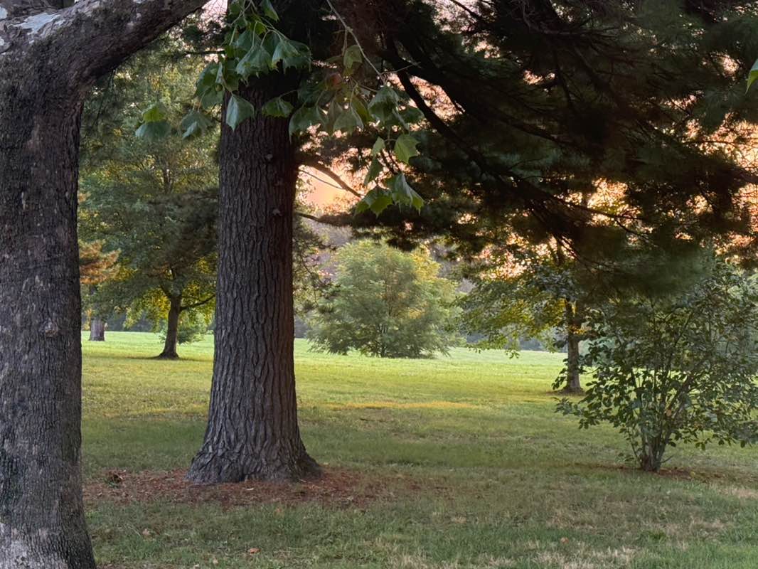 walking near me in David R. Francis Park in summer