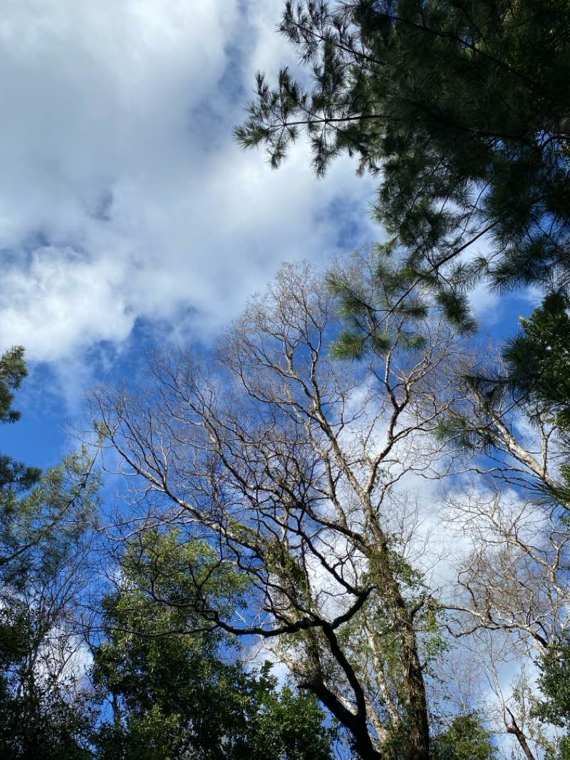 walking near me in Plaza Dagoberto Godoy in summer