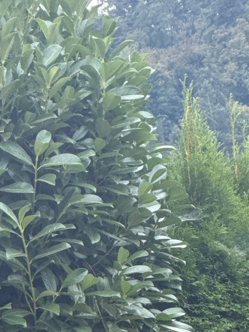 walking near me in Pioneer Park in summer