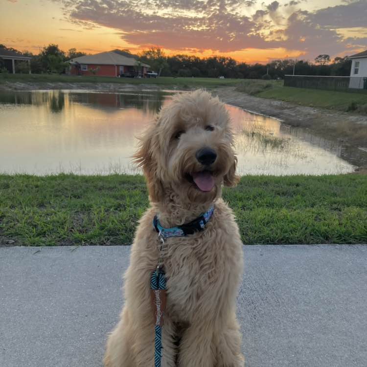 ImSophieTheDoodle post 1