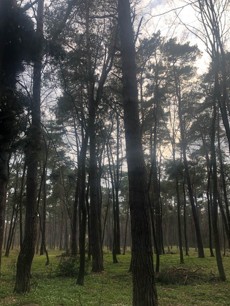 walking near me in Park XXX-lecia in winter