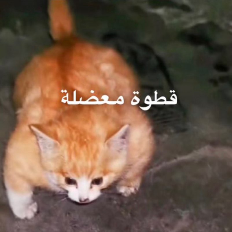 Toot 💪🏻❤️‍🔥 profile