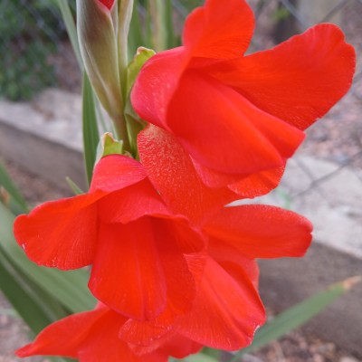 Barbara post 2