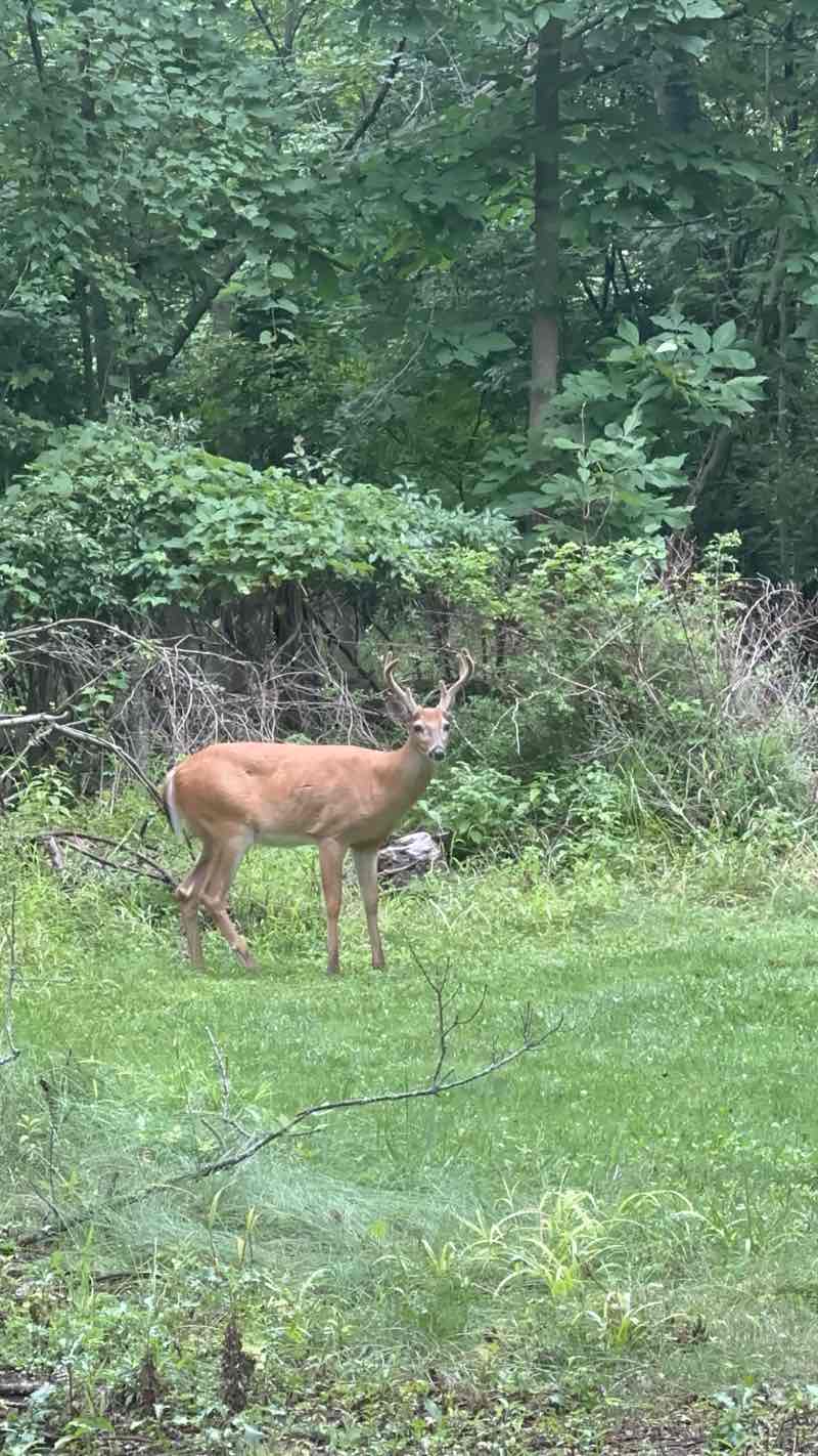 walking near me in Lemery Park in autumn