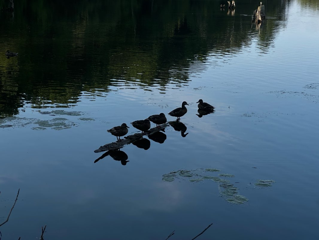 walking near me in Hull Park in summer