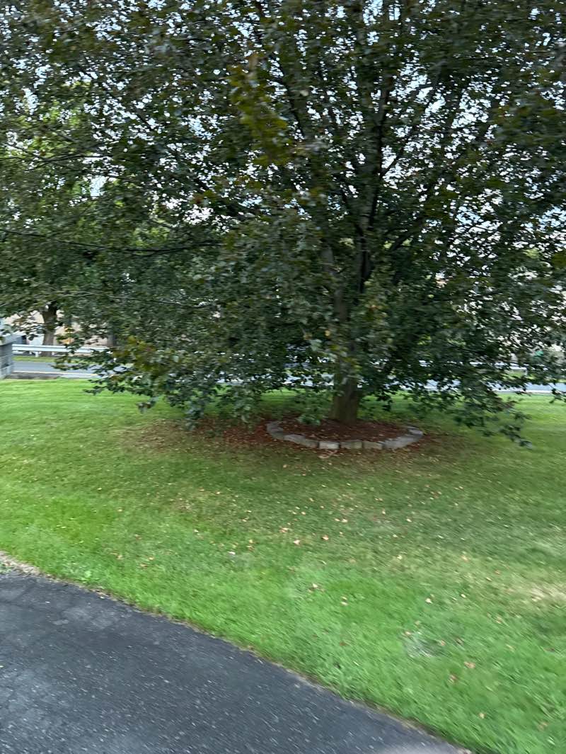 walking near me in Franklin Street Park in autumn