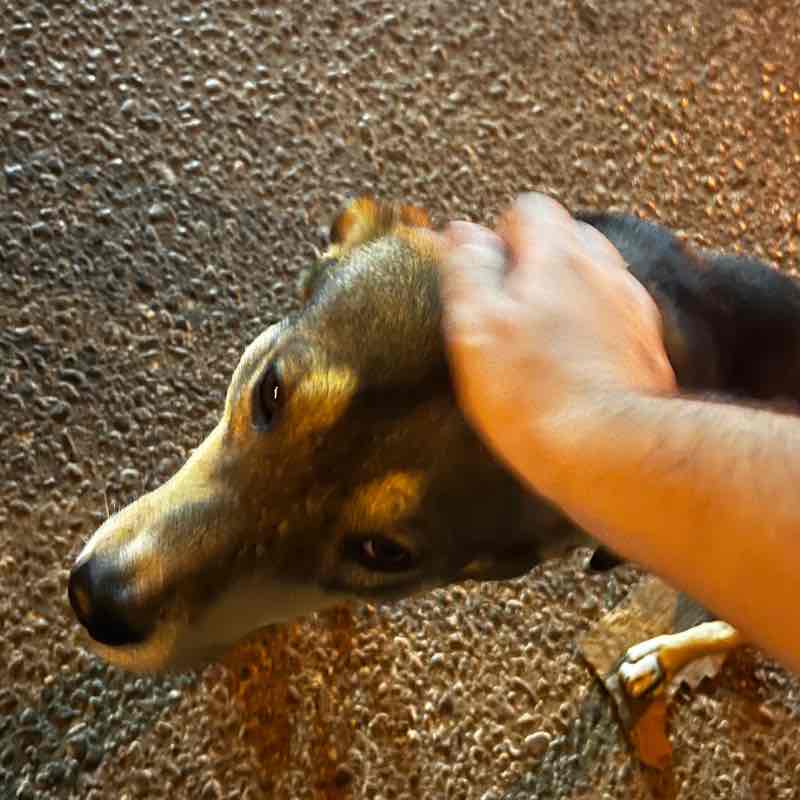 okbuddyhololive Justadude post image