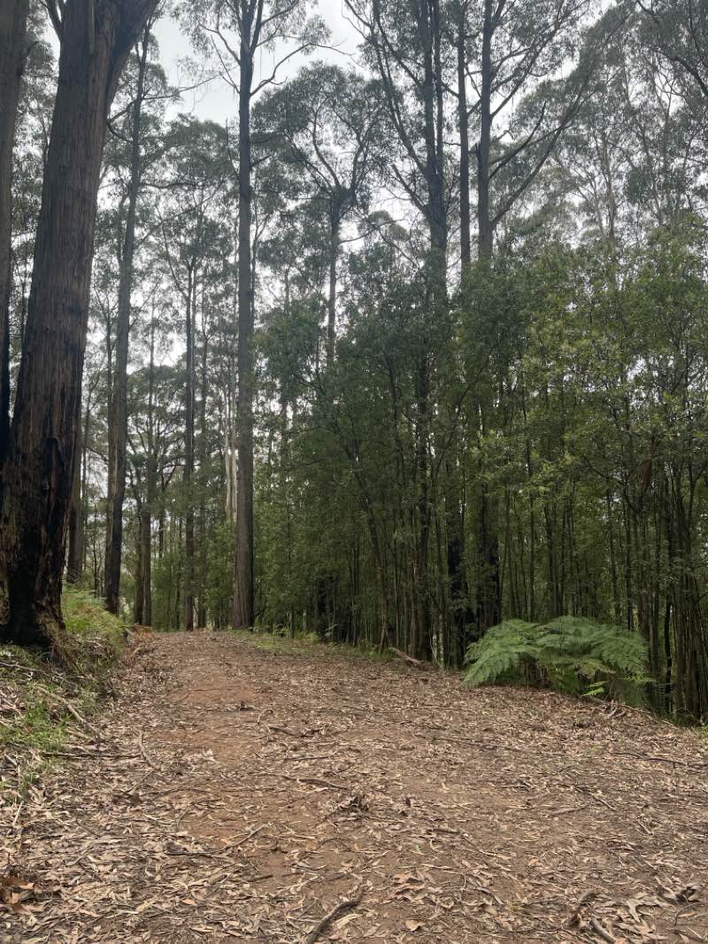 walking near me in Little River, Powelltown Streamside Reserve in summer