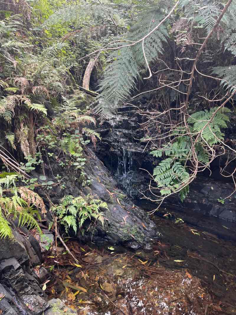 walking near me in Baw Baw National Park in summer