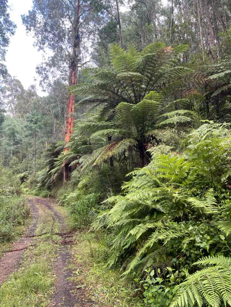 walking near me in Labertouche Cave Geological Reserve in summer