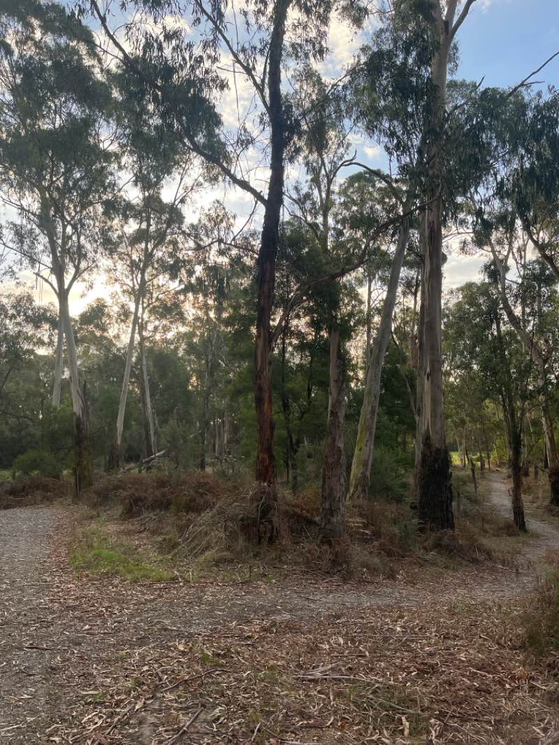 walking near me in Tarago River Picnic Point SSR in autumn