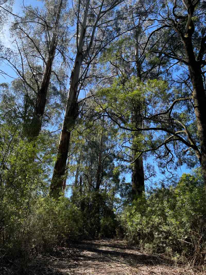 walking near me in Mount Worth State Park in spring