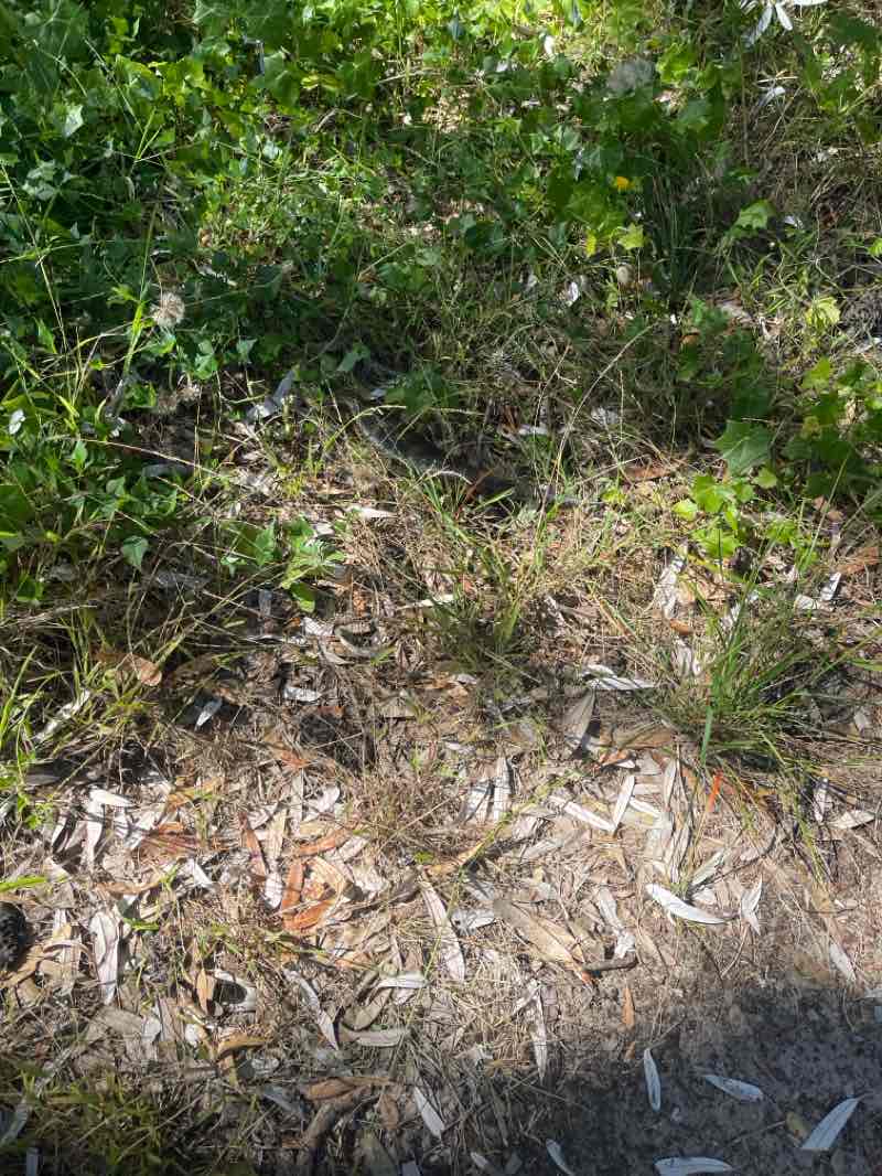 walking near me in Lakes Entrance - Lake Tyers Coastal Reserve (COM) in summer
