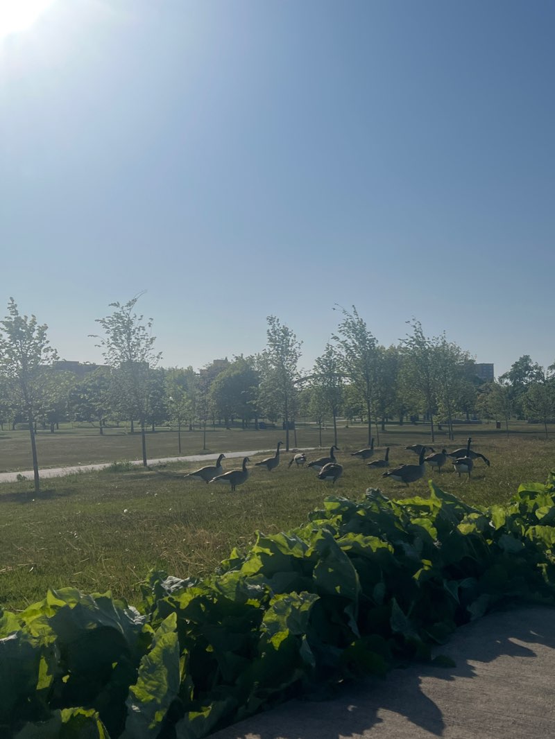 walking near me in Burnham Park in winter