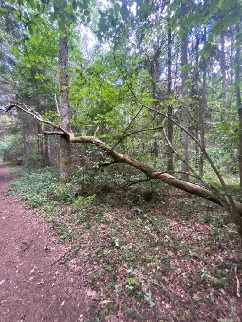 walking near me in Neries krantinės parkas in summer