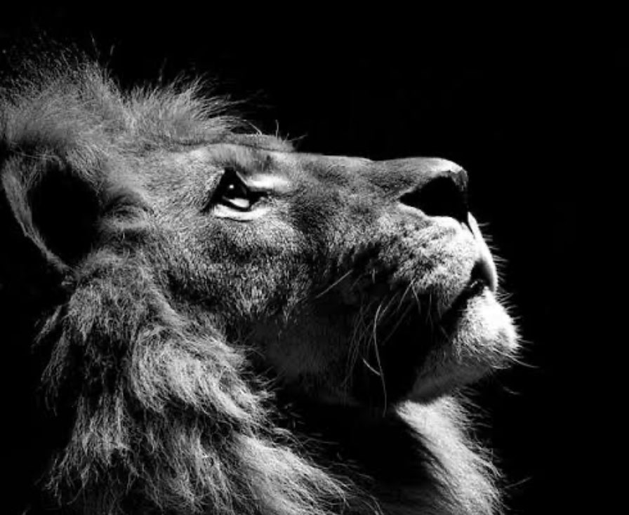 Jimi-lee Pene profile