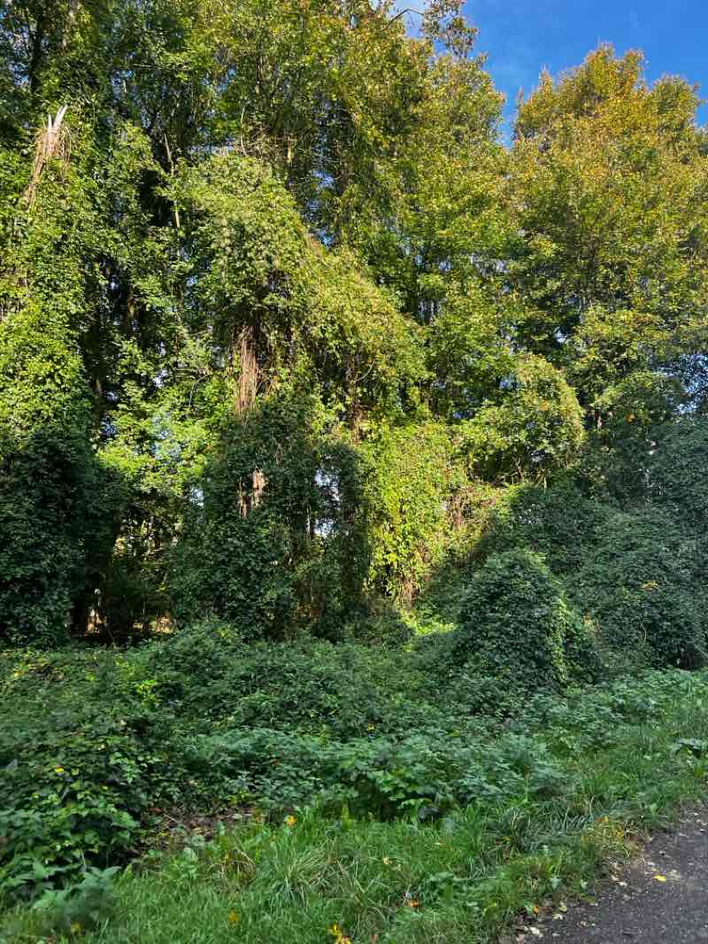 walking near me in Almeerderhout in autumn