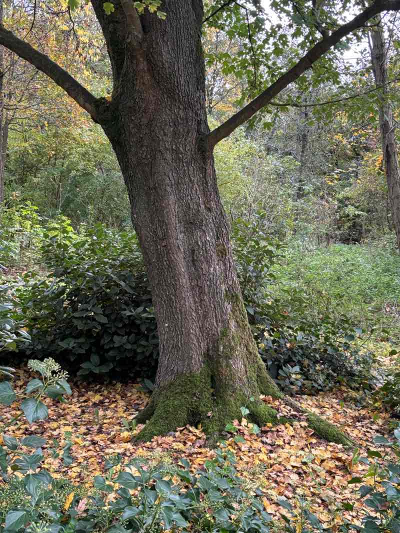 walking near me in Mandelapark in autumn