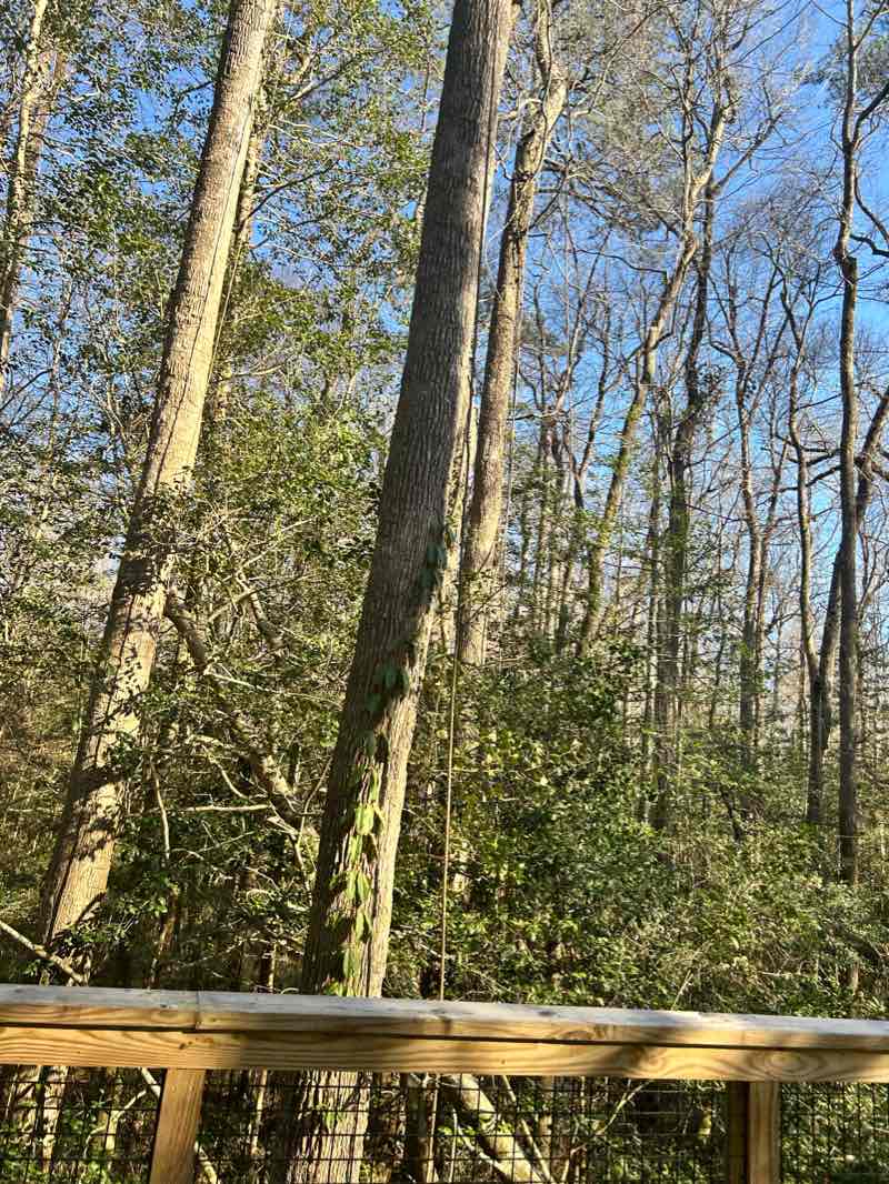 walking near me in Congaree National Park in winter