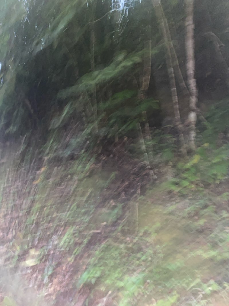 walking near me in Taman Tun Fuad Stephen in autumn