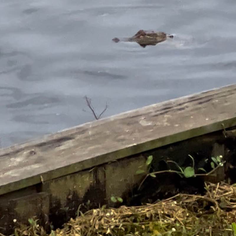 Pelican 2023 Step Challenge Andrew post image