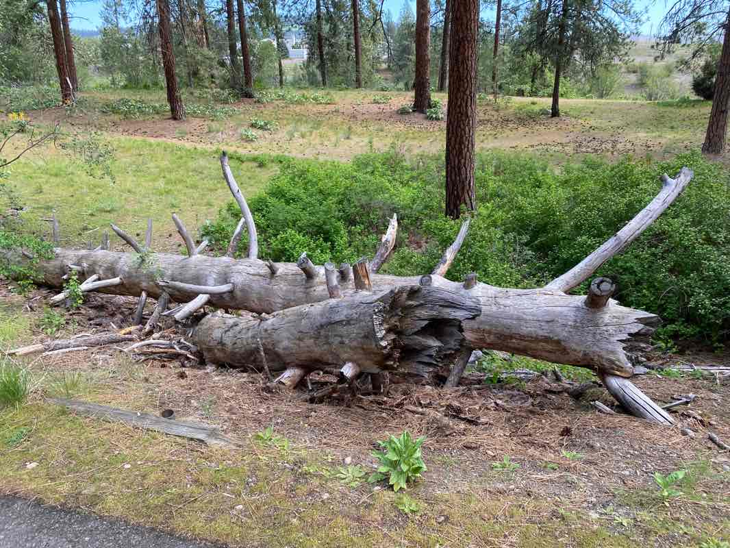 walking near me in Spokane River Centennial Park in winter