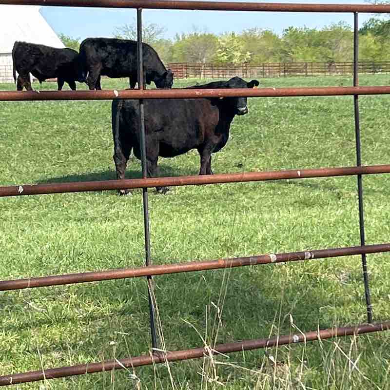 Khalilah 🎧🕹️📖🏈🇺🇸 post 1