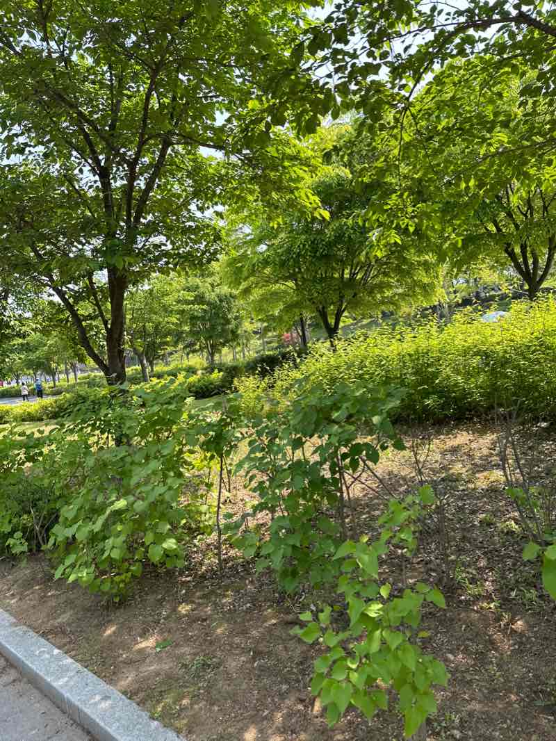 walking near me in Gwacheon Central Park in winter