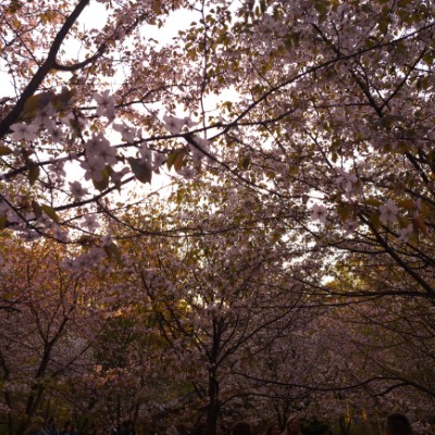 Monkeys Kate post image