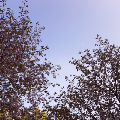 Monkeys Kate post image