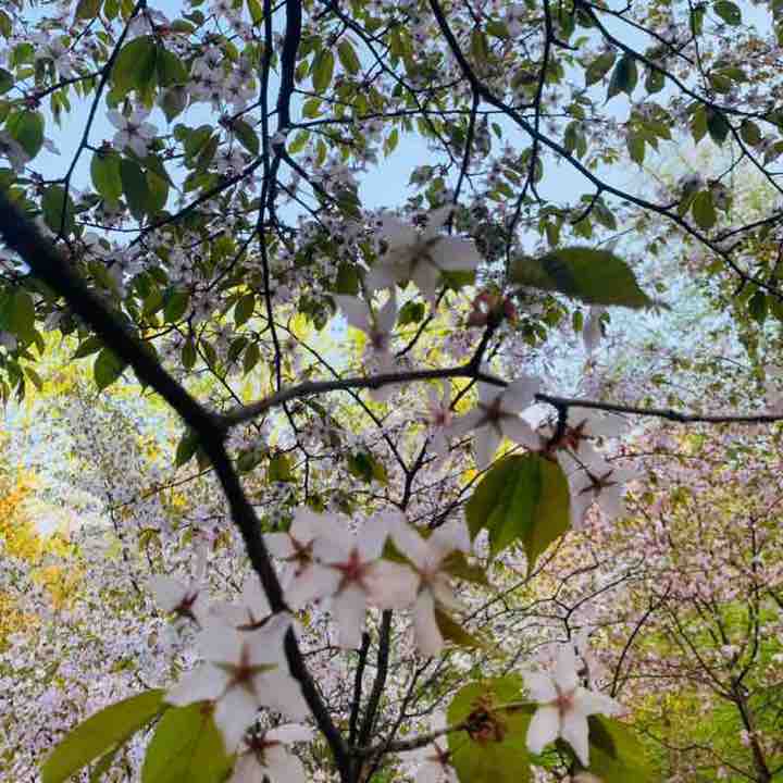 Monkeys Никитка post image