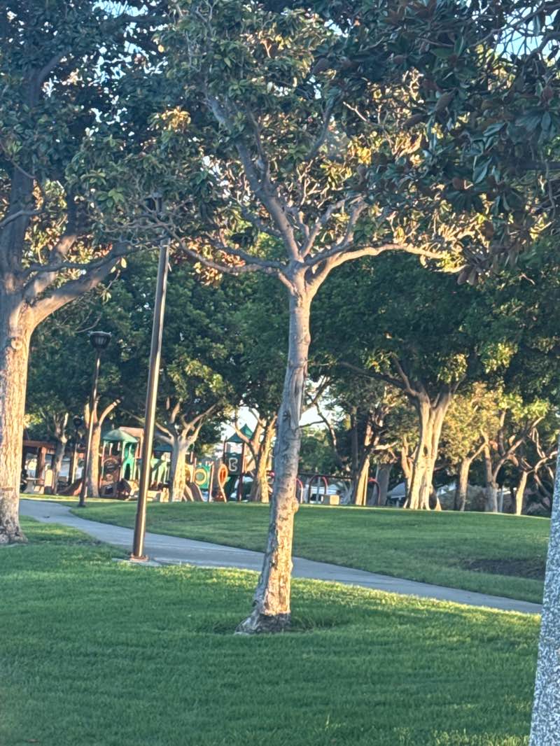 walking near me in Magnolia Tree Park in autumn