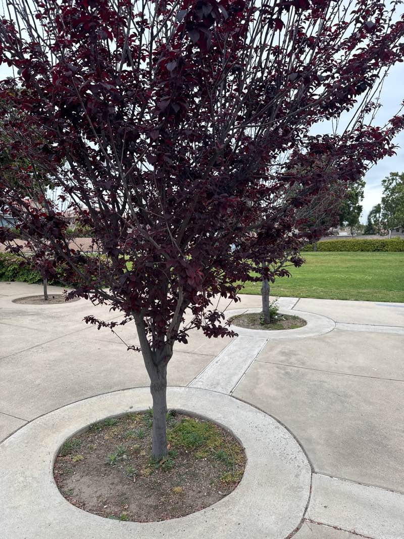 walking near me in Placentia Champions Sports Complex in spring