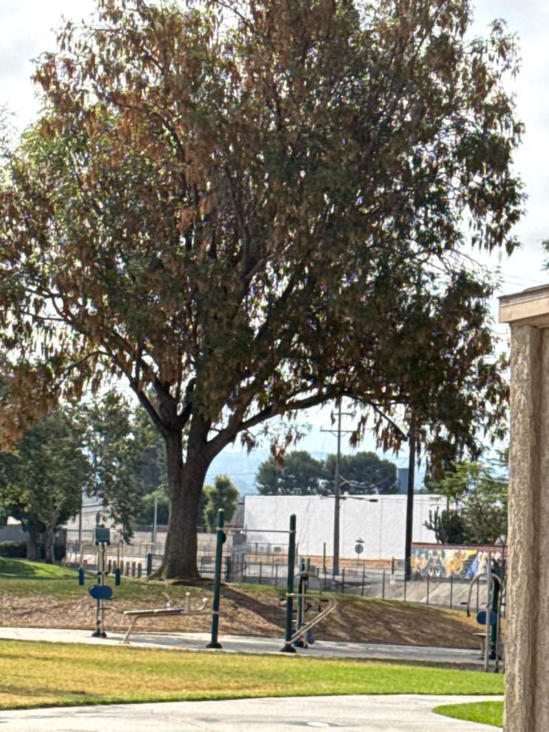 walking near me in Parque De Los Ninos in autumn